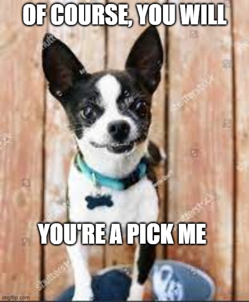 Pick Me | OF COURSE, YOU WILL; YOU'RE A PICK ME | image tagged in pick me,begging,funny,dog | made w/ Imgflip meme maker