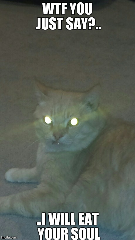 WTF YOU JUST SAY?.. ..I WILL EAT YOUR SOUL | image tagged in funny,cats | made w/ Imgflip meme maker