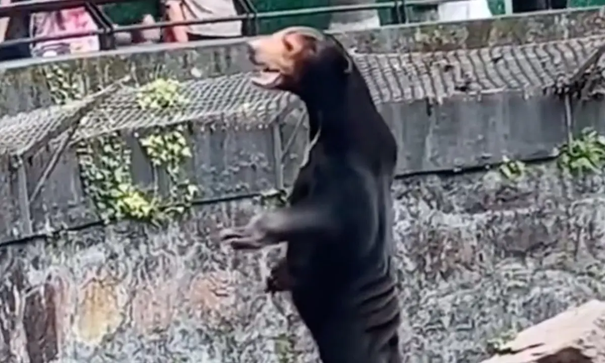 Chinese Zoo Bear/Man Blank Meme Template