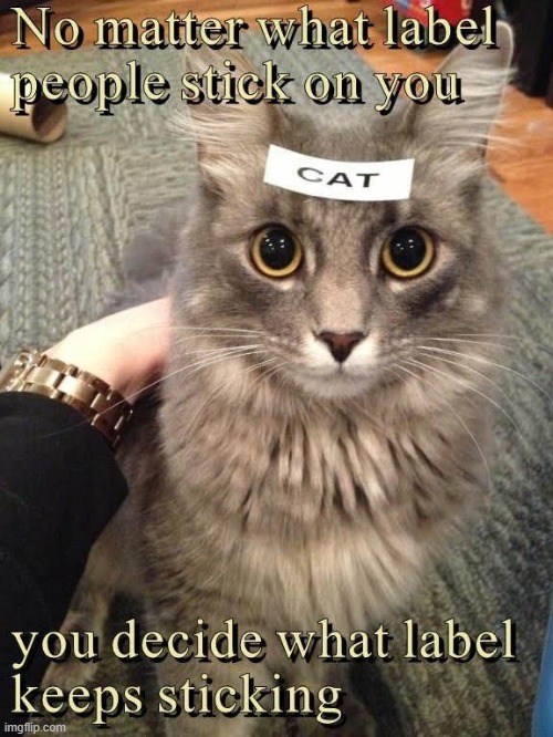 This #lolcat wonders who is allowed to label you | image tagged in lolcat,labels,judging,dont judge me,think about it | made w/ Imgflip meme maker