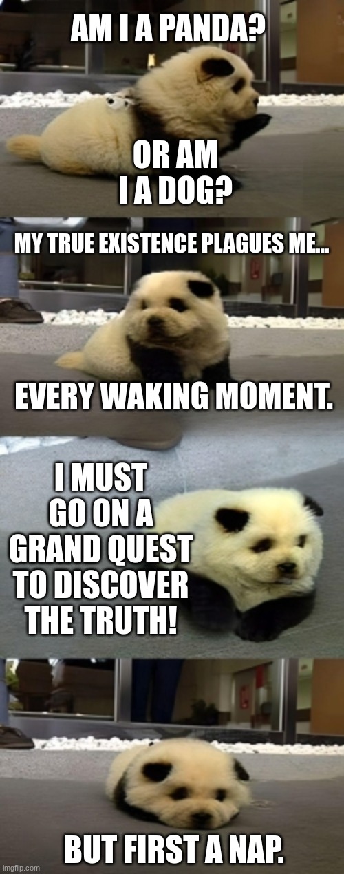 Panda-dog | OR AM I A DOG? AM I A PANDA? MY TRUE EXISTENCE PLAGUES ME... EVERY WAKING MOMENT. I MUST GO ON A GRAND QUEST TO DISCOVER THE TRUTH! BUT FIRST A NAP. | image tagged in pandas,dogs,cute puppies,funny,memes,chubby | made w/ Imgflip meme maker