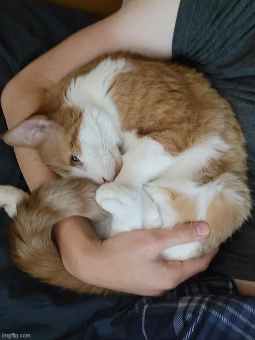 Helios loves cuddles. | image tagged in aww | made w/ Imgflip meme maker