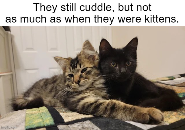 They still cuddle, but not as much as when they were kittens. | image tagged in cats,memes,cute,aww | made w/ Imgflip meme maker