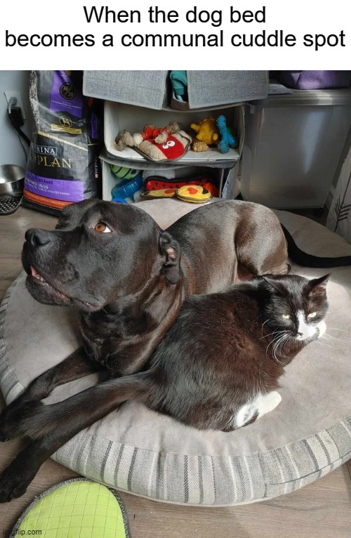 When the dog bed becomes a communal cuddle spot | image tagged in dogs,cats,aww,cute | made w/ Imgflip meme maker