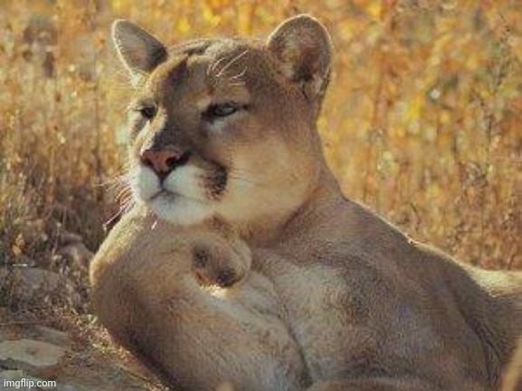 A cougar chillin | image tagged in a cougar chillin | made w/ Imgflip meme maker