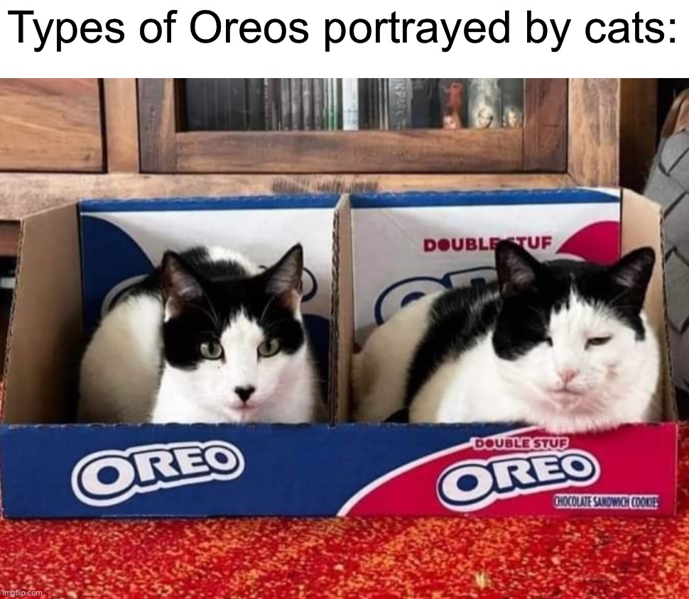 The double stuf one is hilarious lol | Types of Oreos portrayed by cats: | image tagged in memes,funny,funny memes,cats,oreos,wow | made w/ Imgflip meme maker