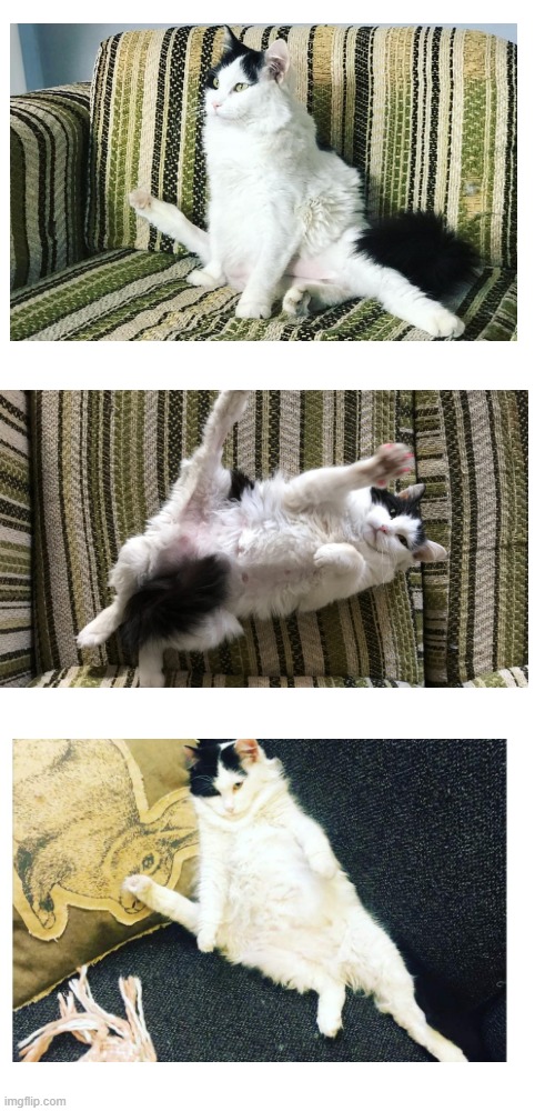 Leggy Lu the 5-legged cat | image tagged in cat,idk | made w/ Imgflip meme maker