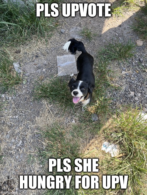 Rosie | PLS UPVOTE; PLS SHE HUNGRY FOR UPVOTES | image tagged in rosie | made w/ Imgflip meme maker