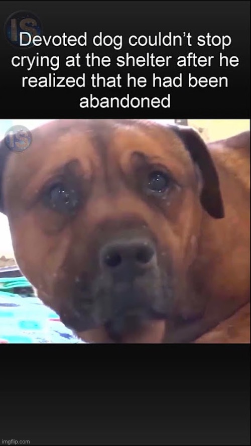What jerk does this to a poor little dog? | image tagged in dog,sad | made w/ Imgflip meme maker