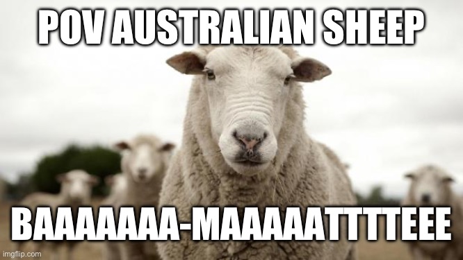Sup | POV AUSTRALIAN SHEEP; BAAAAAAA-MAAAAATTTTEEE | image tagged in sheep | made w/ Imgflip meme maker