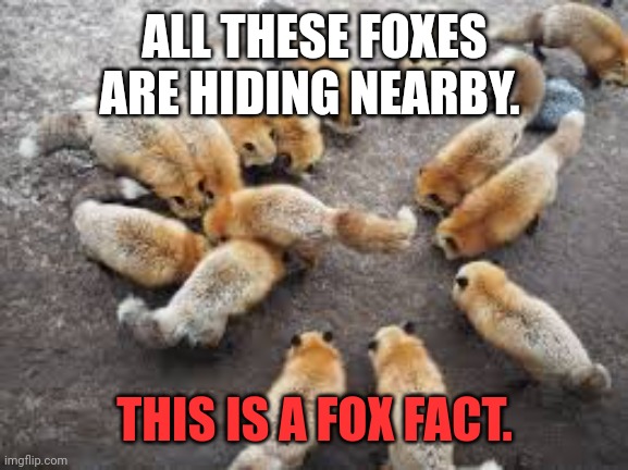 Important fox facts | ALL THESE FOXES ARE HIDING NEARBY. THIS IS A FOX FACT. | image tagged in important,fox,facts | made w/ Imgflip meme maker