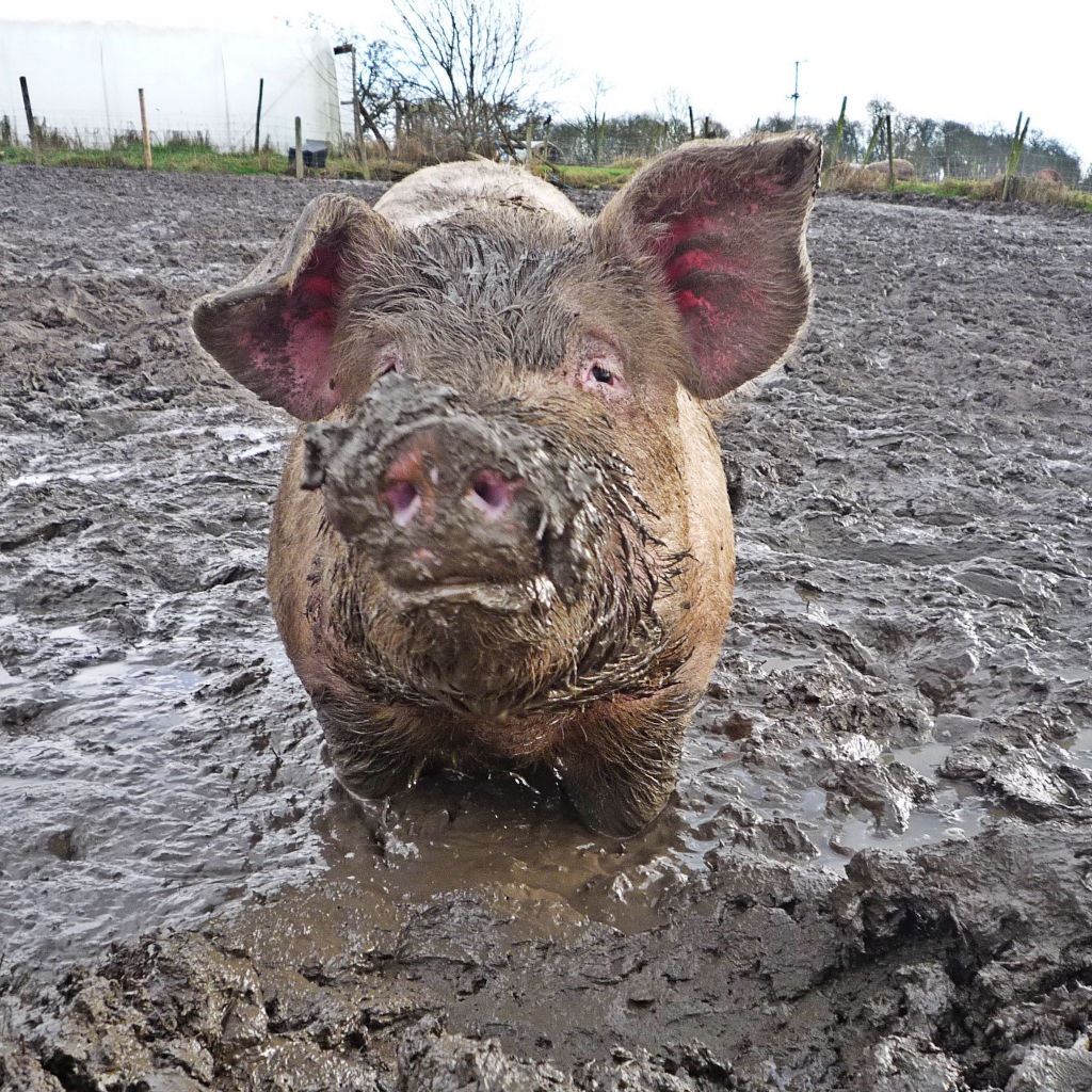 pig in mud Blank Meme Template