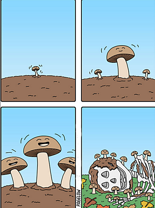 the joy of the shrooms in paradise | image tagged in memes,comics,mushrooms,paradise | made w/ Imgflip meme maker