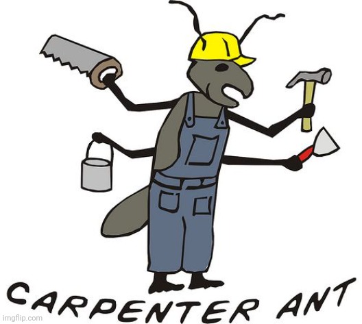Carpenter Ant, builder of things. She shall build anything you desire | image tagged in ants | made w/ Imgflip meme maker