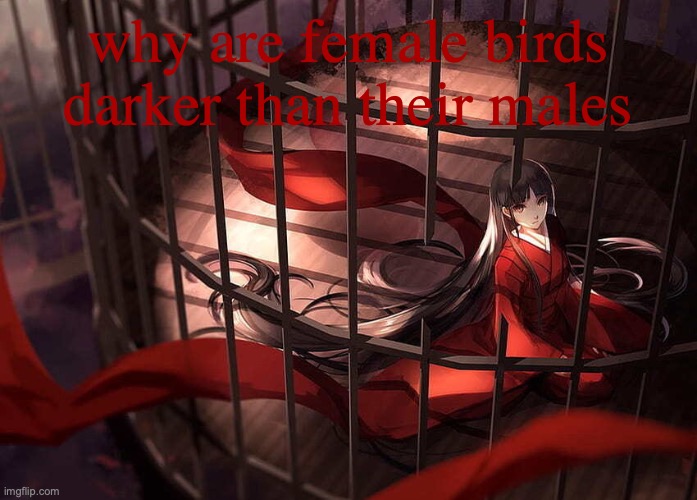 Amaterasu annoucement | why are female birds darker than their males | image tagged in amaterasu annoucement | made w/ Imgflip meme maker