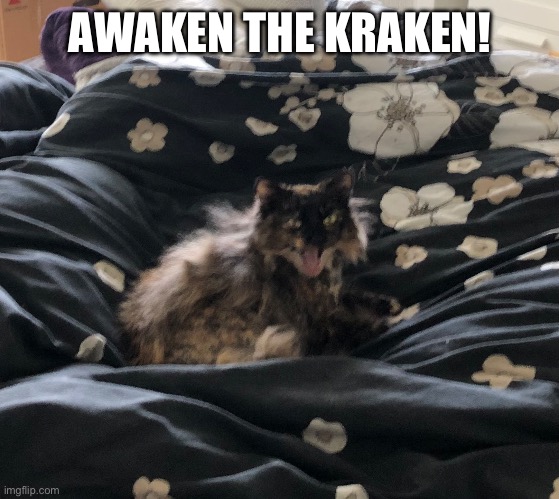 Awaken the Kraken | AWAKEN THE KRAKEN! | image tagged in funny,cats,kraken | made w/ Imgflip meme maker