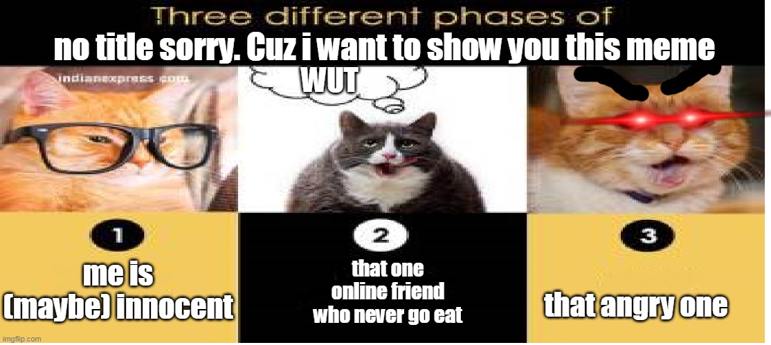 ok | no title sorry. Cuz i want to show you this meme; WUT; me is (maybe) innocent; that one online friend who never go eat; that angry one | image tagged in 3 different phases,meme,cats | made w/ Imgflip meme maker