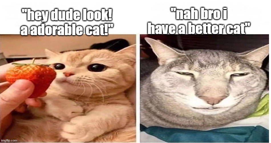 Huh??? | "nah bro i have a better cat"; "hey dude look! a adorable cat!" | image tagged in normal and cursed | made w/ Imgflip meme maker