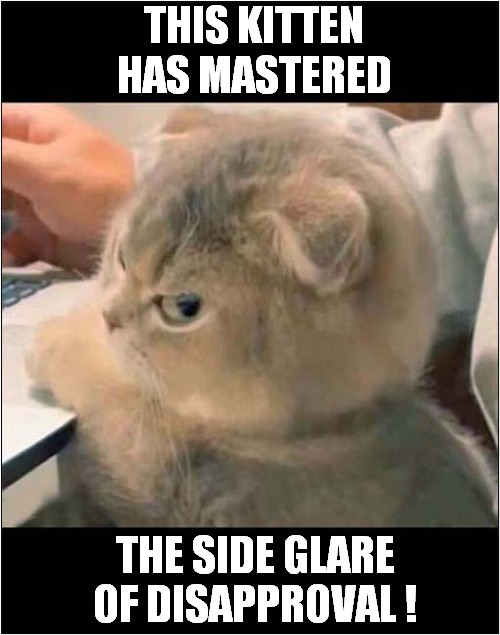 Be Afraid ... Very Afraid ! | THIS KITTEN HAS MASTERED; THE SIDE GLARE OF DISAPPROVAL ! | image tagged in cats,kitten,glare,disapproval | made w/ Imgflip meme maker