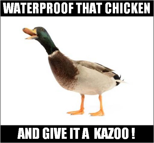 And God Created Duck ... | WATERPROOF THAT CHICKEN; AND GIVE IT A  KAZOO ! | image tagged in fun,god,creation,duck,chicken,kazoo | made w/ Imgflip meme maker
