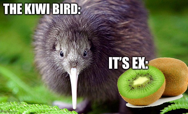 kiwi | THE KIWI BIRD:; IT’S EX: | image tagged in kiwi | made w/ Imgflip meme maker
