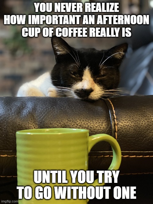 afternoon cup of coffee | YOU NEVER REALIZE HOW IMPORTANT AN AFTERNOON CUP OF COFFEE REALLY IS; UNTIL YOU TRY TO GO WITHOUT ONE | image tagged in coffee cat | made w/ Imgflip meme maker