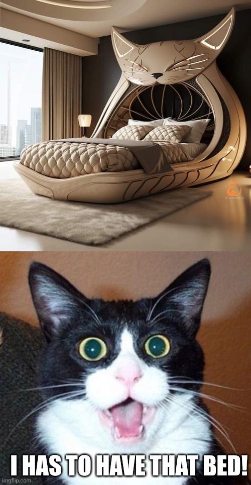 A REAL CAT BED | I HAS TO HAVE THAT BED! | image tagged in surprised cat lol,cats,funny cats | made w/ Imgflip meme maker