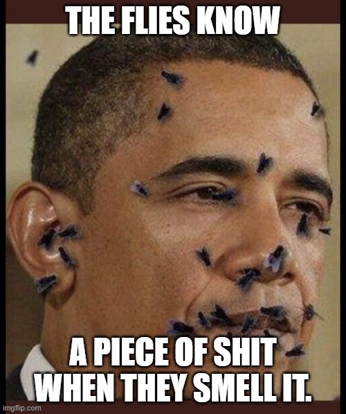 The Flies Know | THE FLIES KNOW; A PIECE OF SHIT WHEN THEY SMELL IT. | image tagged in the flies know | made w/ Imgflip meme maker