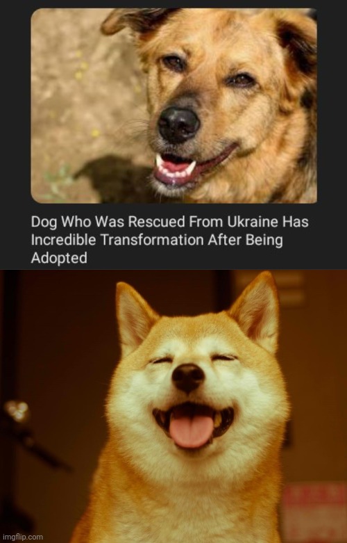 Rescued dog | image tagged in happy doge,dog,dogs,ukraine,memes,rescued | made w/ Imgflip meme maker