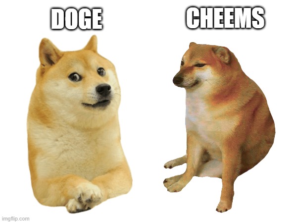 DOGE CHEEMS | made w/ Imgflip meme maker