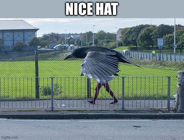 Hat | NICE HAT | image tagged in hat,is this a bird | made w/ Imgflip meme maker