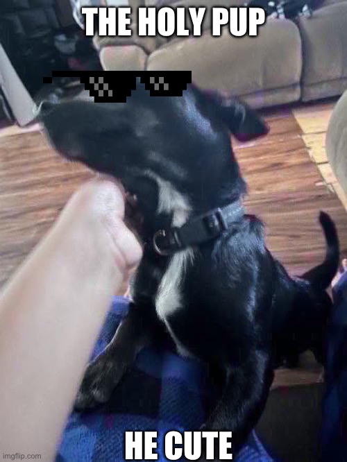 Chandler bong | THE HOLY PUP; HE CUTE | image tagged in chandler bong | made w/ Imgflip meme maker