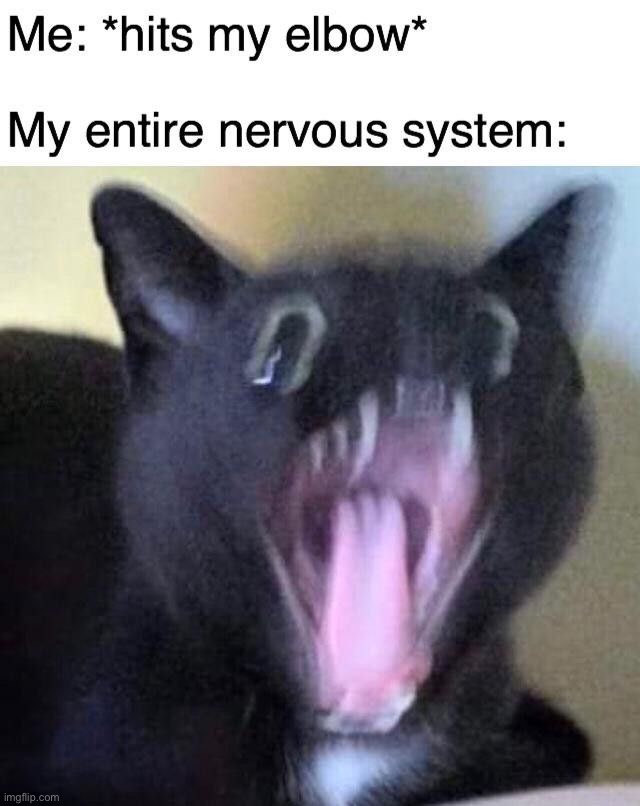 image tagged in memes,funny | made w/ Imgflip meme maker