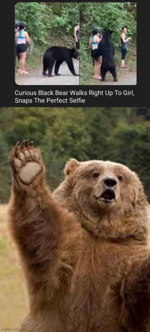 Selfie | image tagged in happy bear,bears,bear,selfie,memes,girl | made w/ Imgflip meme maker