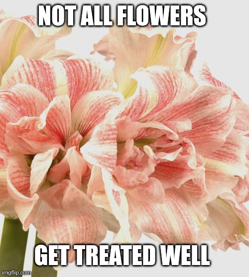 Flower treatment | NOT ALL FLOWERS; GET TREATED WELL | image tagged in sadness,poem,philosophy,truth,loss | made w/ Imgflip meme maker