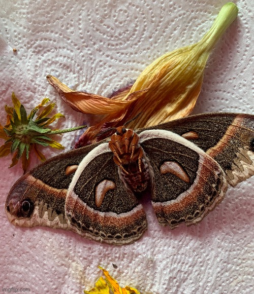 Looks nice until you realize it’s dead | made w/ Imgflip meme maker