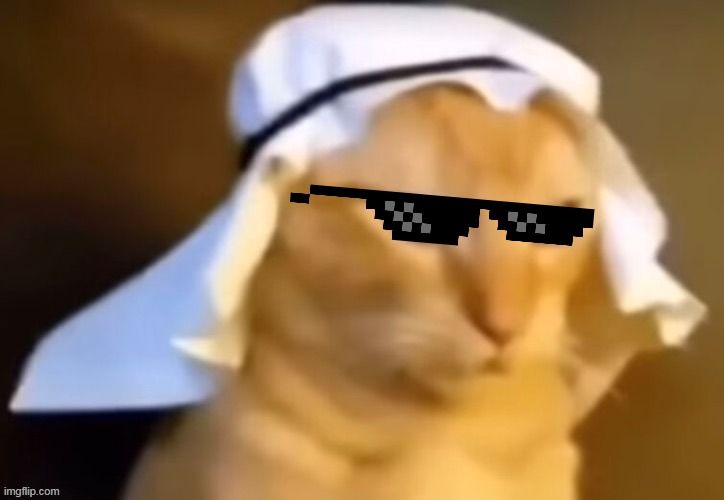 haram cat | image tagged in haram cat | made w/ Imgflip meme maker