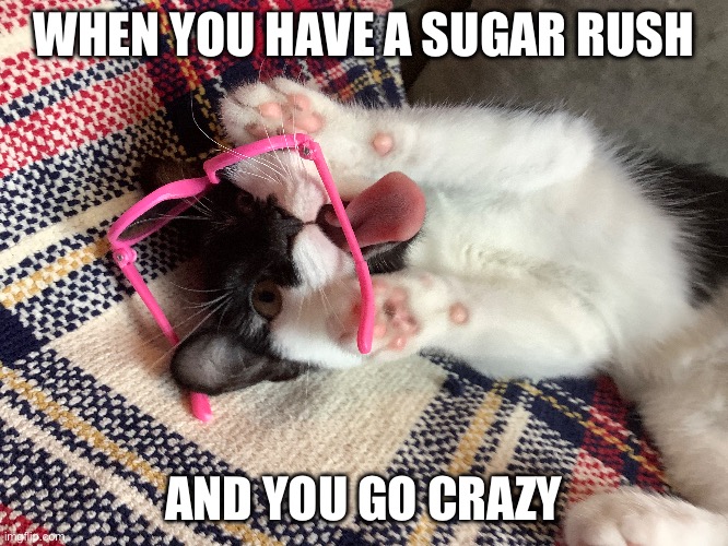 Crazy Blizzard | WHEN YOU HAVE A SUGAR RUSH; AND YOU GO CRAZY | image tagged in cats,funny cats,crazy | made w/ Imgflip meme maker
