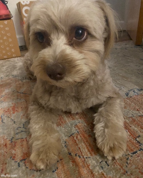 picture of my dog :) | made w/ Imgflip meme maker
