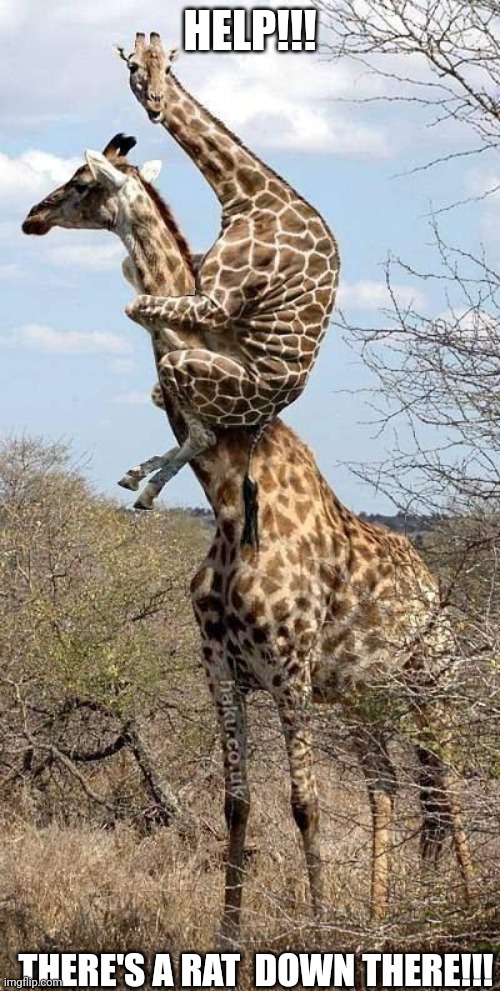 Funny Giraffe | HELP!!! THERE'S A RAT  DOWN THERE!!! | image tagged in funny giraffe | made w/ Imgflip meme maker