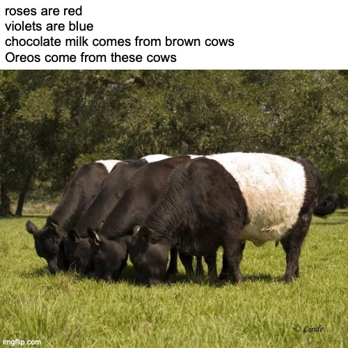 oreo cows | roses are red
violets are blue
chocolate milk comes from brown cows
Oreos come from these cows | image tagged in oreo cattle | made w/ Imgflip meme maker