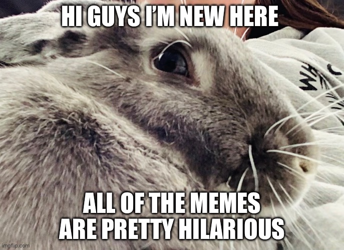 Hello | HI GUYS I’M NEW HERE; ALL OF THE MEMES ARE PRETTY HILARIOUS | image tagged in funny | made w/ Imgflip meme maker