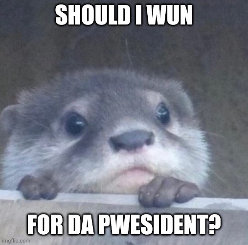 Someone elect this otter to office immediately! | SHOULD I WUN; FOR DA PWESIDENT? | image tagged in i otter,wholesome,otter,politics,cuteness overload | made w/ Imgflip meme maker