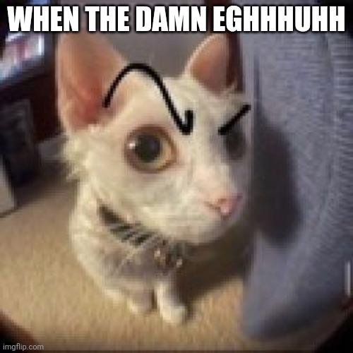 cat raise eyebrow | WHEN THE DAMN EGHHHUHH | image tagged in cat raise eyebrow | made w/ Imgflip meme maker