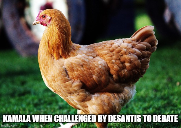 Kamala when challenged by Desantis to debate | KAMALA WHEN CHALLENGED BY DESANTIS TO DEBATE | image tagged in kamala harris,desantis,ron desantis,chicken | made w/ Imgflip meme maker