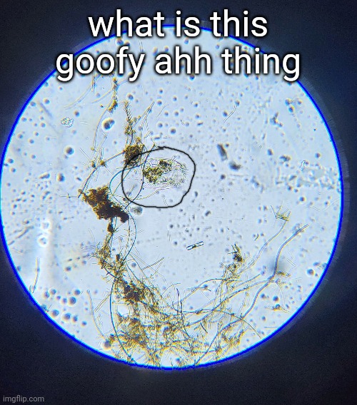what is this goofy ahh thing | made w/ Imgflip meme maker