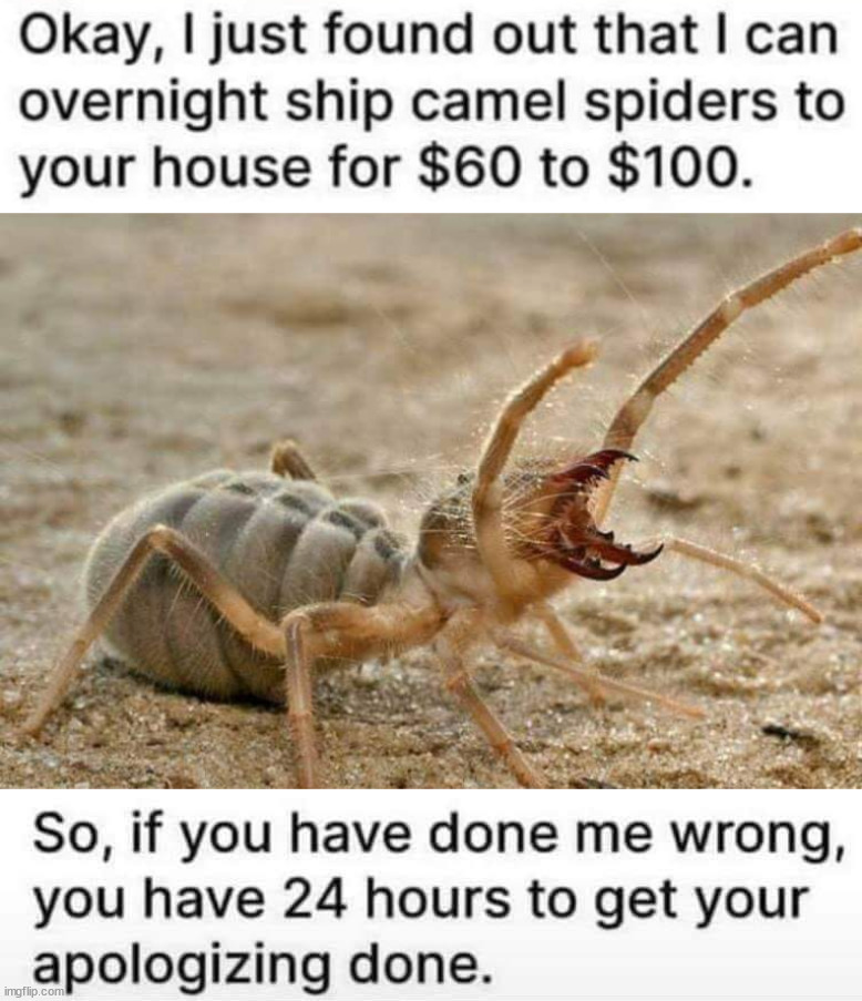 image tagged in camel spider | made w/ Imgflip meme maker