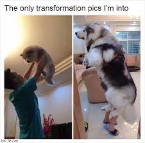 Big pupper | image tagged in stay blobby | made w/ Imgflip meme maker