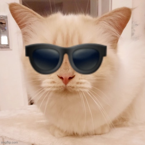 Cat | image tagged in cat with sunglasses emoji | made w/ Imgflip meme maker