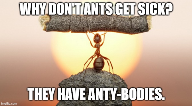 Daily Bad Dad Joke August 4, 2023 | WHY DON'T ANTS GET SICK? THEY HAVE ANTY-BODIES. | image tagged in heavy lifting ant | made w/ Imgflip meme maker